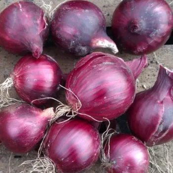 Лук ГРАНАТА F1 (GRANATA)