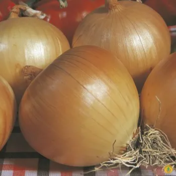 Лук ДОРАТА ДИ БОЛОНИЯ  (DORATA DI BOLOGNIA)