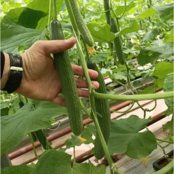 Краставици Плексор F1 (Plexor) 