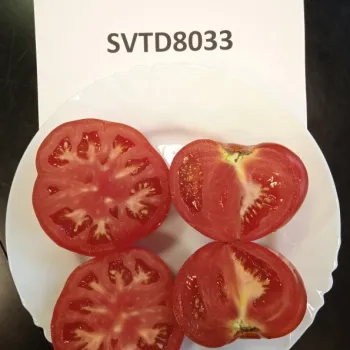 Домати SVTD8033 F1 