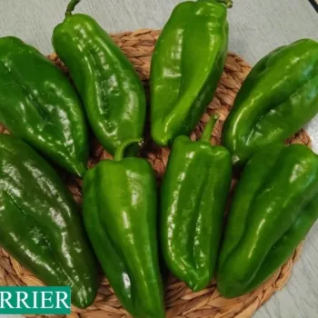 Пипер Бариер F1 (Barier)