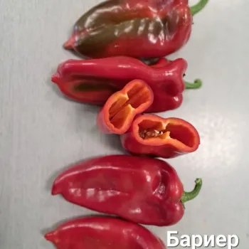 Пипер Бариер F1 (Barier)