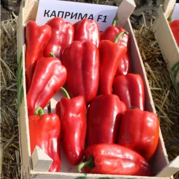 Пипер КАПРИМА F1 (KAPRIMA)