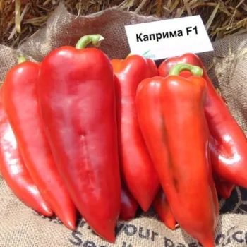 Пипер КАПРИМА F1 (KAPRIMA)