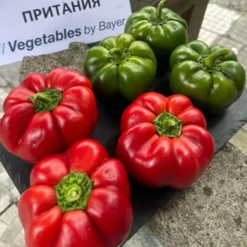 Пипер Притания F1 (Pritania)