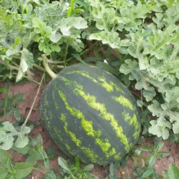  Дини КАЛИБЪР F1 (KALIBAR)