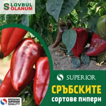 Пипер Слоново ухо (SLONOVO UVO)