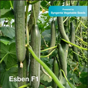 Краставици Есбен F1 (Esben) 