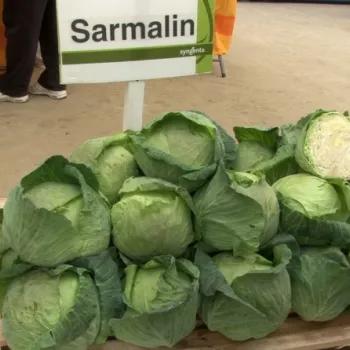 Зеле САРМАЛИН F1 (SARMALIN)