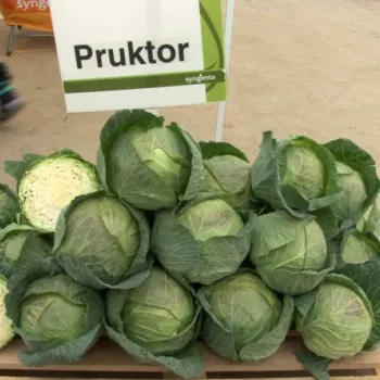 Зеле ПРУКТОР F1 (PRUKTOR)