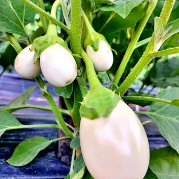 Патладжан Уайт Ег F1 (White egg)