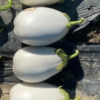 Патладжан Уайт Ег F1 (White egg)