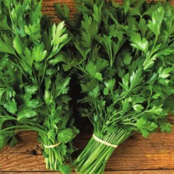 МАГДАНОЗ ИТАЛИАНСКИ ГИГАНТ (GEANT D'ITALIE)