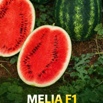 Дини Мелия F1 (Melia)