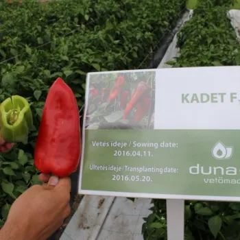 ПИПЕР КАДЕТ F1 (KADET)