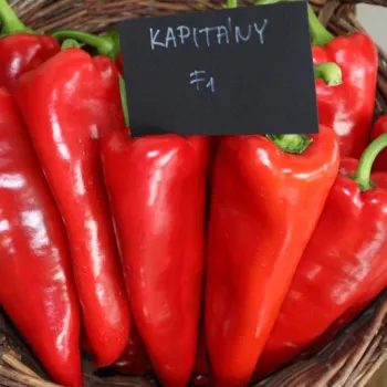 ПИПЕР КАПИТАНИ F1 (KAPITANY)