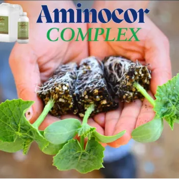 АМИНОКОР ПРИСАЖДАНЕ  (AMINOCORE PRISAJDANE) - M
