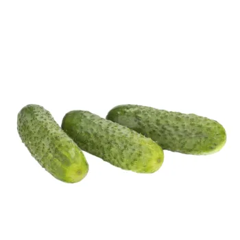 Корнишони Шахти f1 (Shakthi)